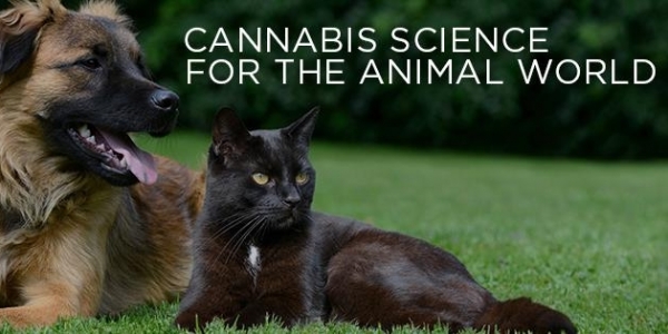 canna companion animals cannabis cat