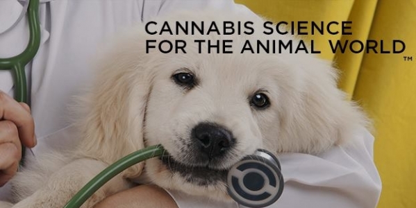 canna companion animals cannabis dog