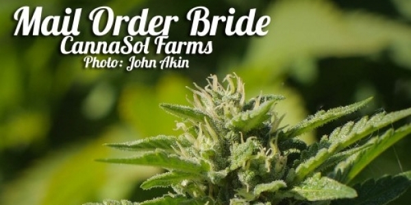 cannasol farms mail order bride hybrid